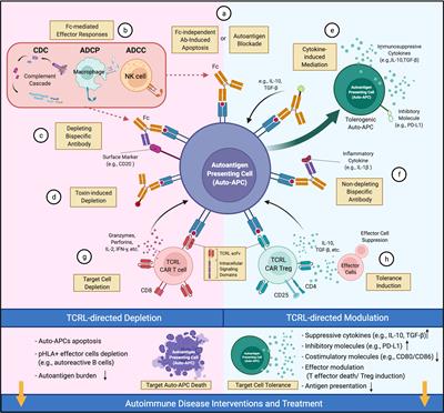 TCR-like antibodies targeting autoantigen-mhc complexes: a mini-review